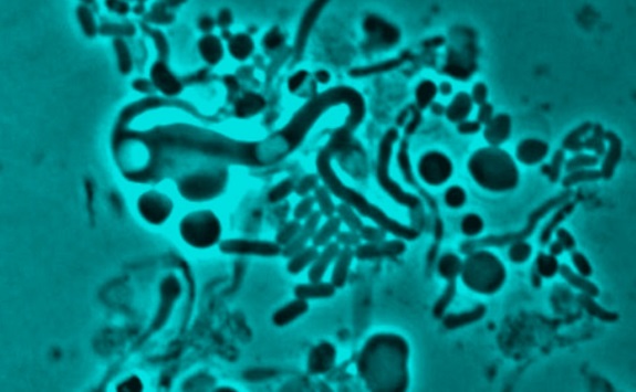 Magnified image of biological cells